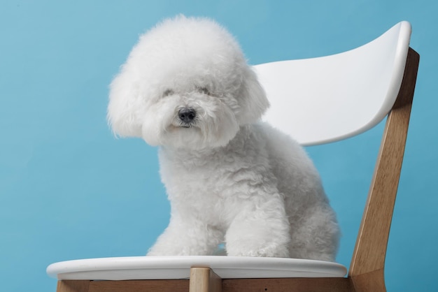 Cute dog bichon frise on a flat blue background bichon frise closeup