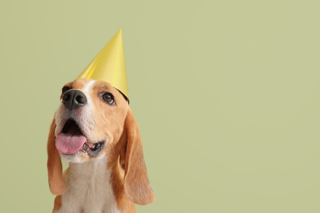 Cute dog in birthday hat on color background