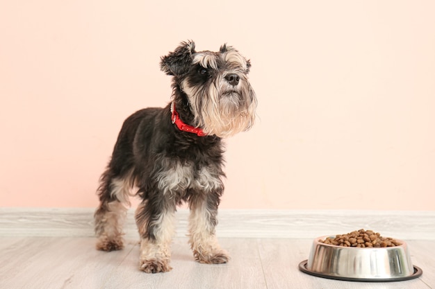 Cute dog and bowl with food near color wall