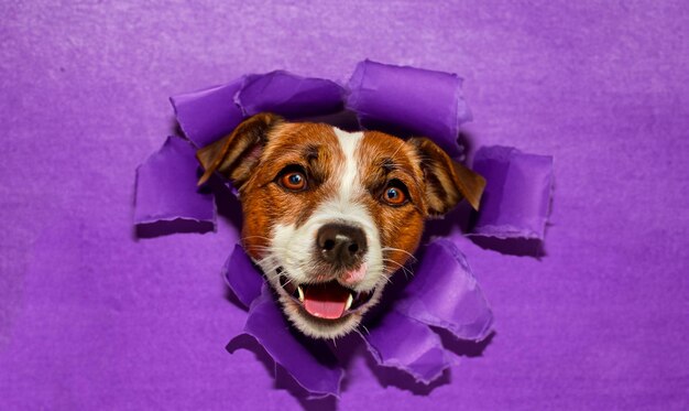 Cute dog breaking through a purple paper wall in high definition