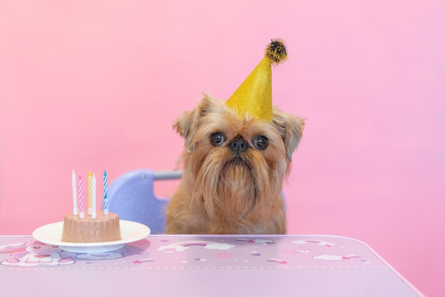 かわいい犬ブリュッセル ・ グリフォンは、カップケーキとオートミールで誕生日を祝います