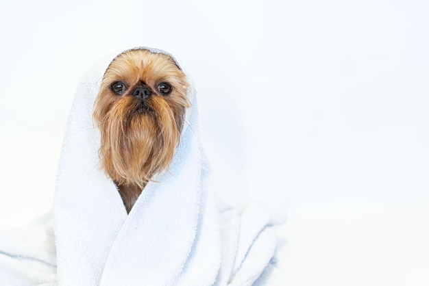 Cute dog brussels griffon with white towel close up on white background