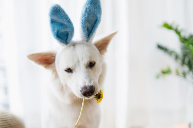 Cute dog in bunny ears chewing dandelion flower nose close up\
hello spring happy easter