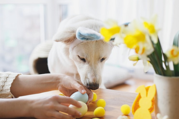 Cute dog in bunny ears looking at stylish easter eggs in woman\
hand happy easter