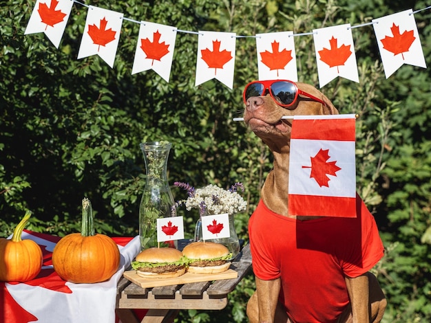 Photo cute dog canadian flag two delicious hamburgers pumpkins and homemade lemonade closeup outdoors day light pets care concept congratulations for family relatives friends and colleagues