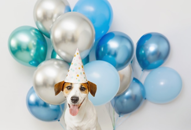 誕生日を祝うカーニバルパーティーハットのかわいい犬。休日のコンセプト。