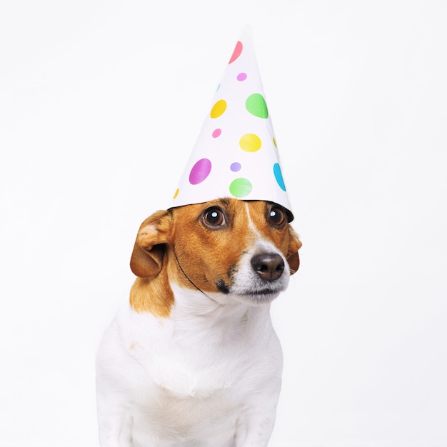 Cute dog in carnival party hat celebrating birthday. 