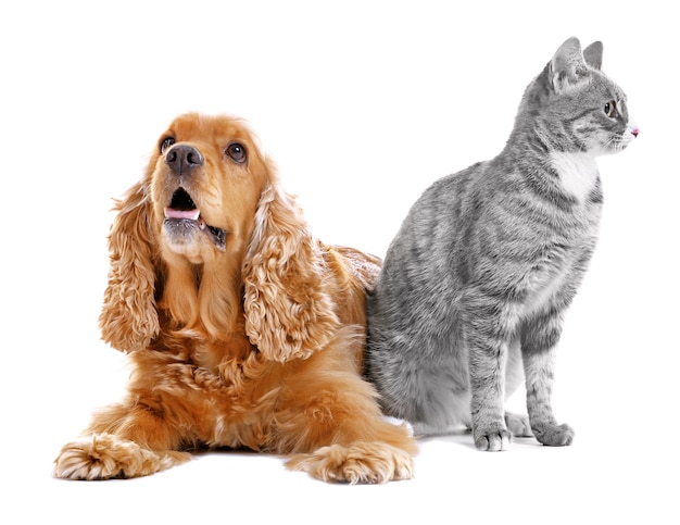 Photo cute dog and cat together on white wall