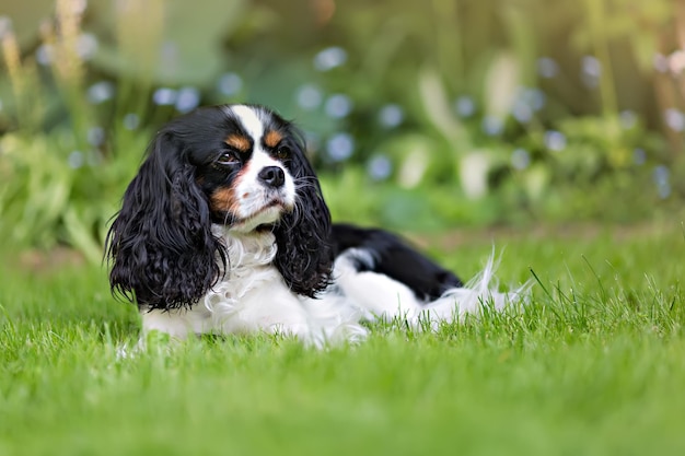 Cute dog cavalier spaniel on the grass