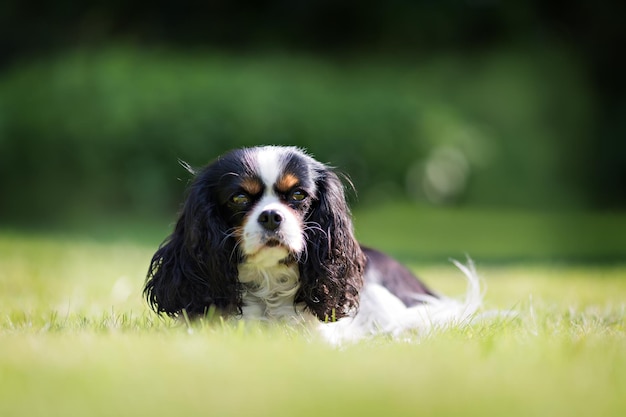 Cute dog cavalier spaniel on the grass