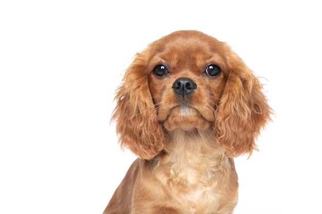 Carino cane cavalier spaniel isolato su sfondo bianco