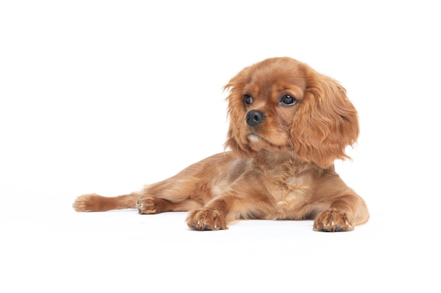 Cute dog cavalier spaniel puppy isolated on white background