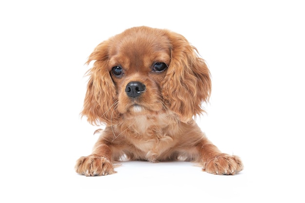 Cute dog cavalier spaniel puppy isolated on white background