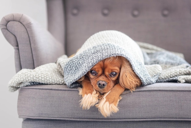 Cute dog cavalier spaniel relaxing under the warm blanket at home