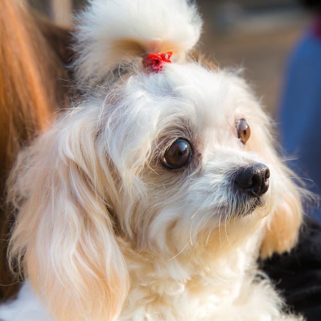 Cute dog close up