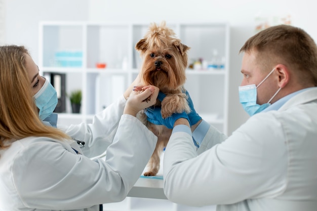 Cute dog during a consultation