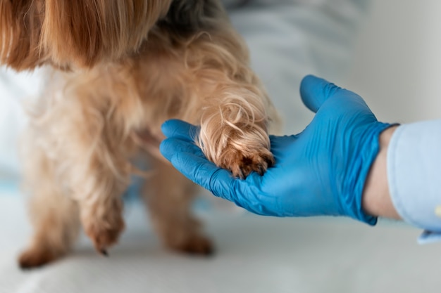 Cute dog during a consultation