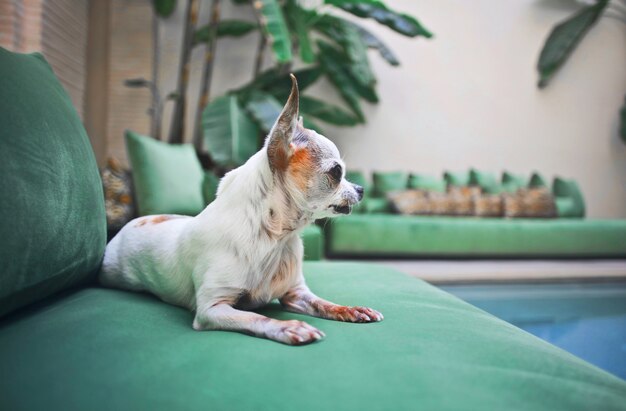 Cute dog on the couch