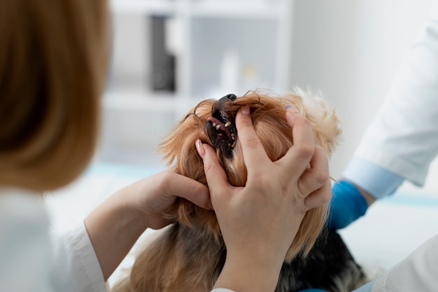 写真 相談中のかわいい犬