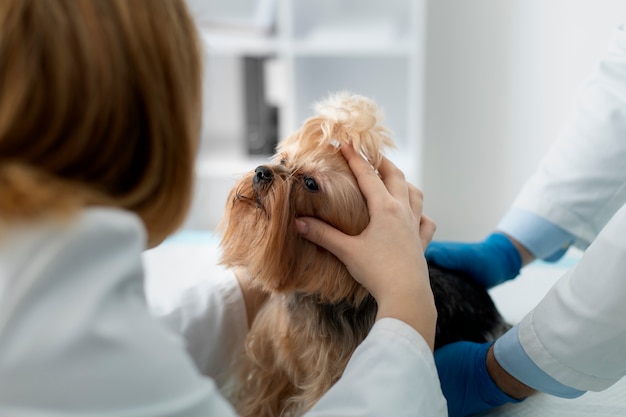 Photo cute dog during a consultation