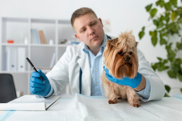 Photo cute dog during a consultation