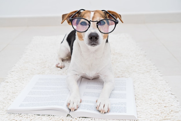 Cute dog in eyeglasses with book