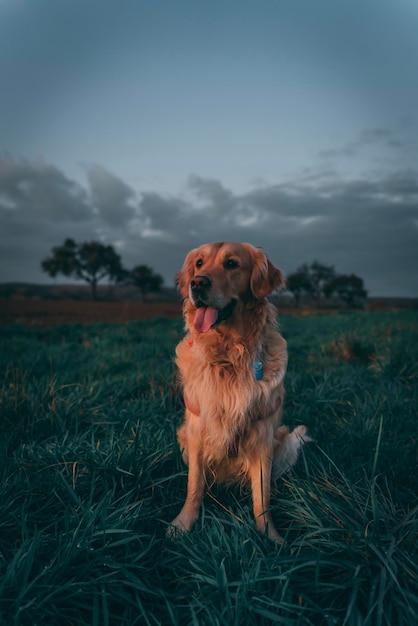 夕暮れの場で可愛い犬