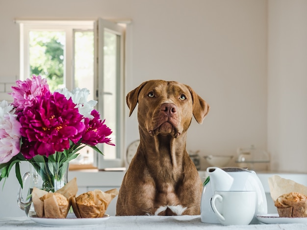 Cute dog and flowers