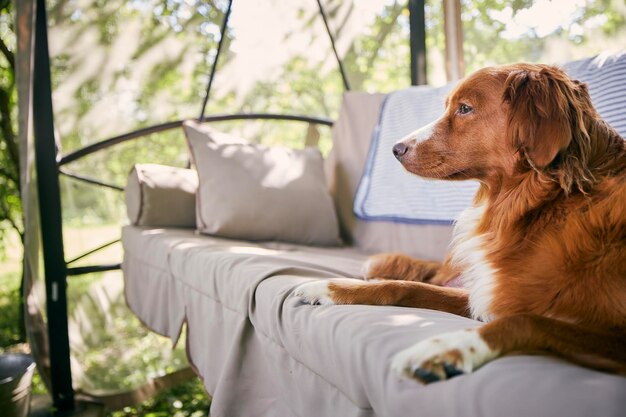 Photo cute dog on garden swing nova scotia duck tolling retriever resting in house garden