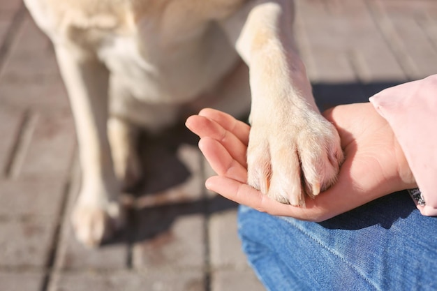 Cute dog giving paw to woman outdoors closeup Friendship between pet and owner