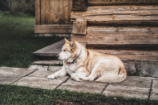 a cute dog guards the house lying at its base