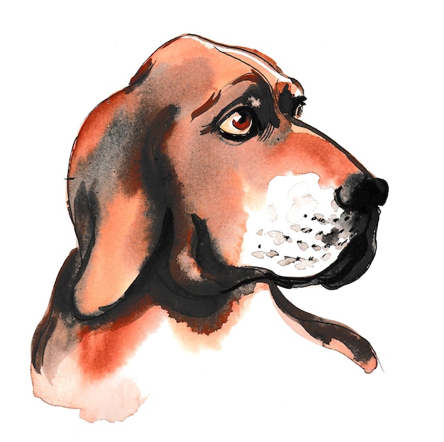 Photo cute dog head. ink and watercolor drawing