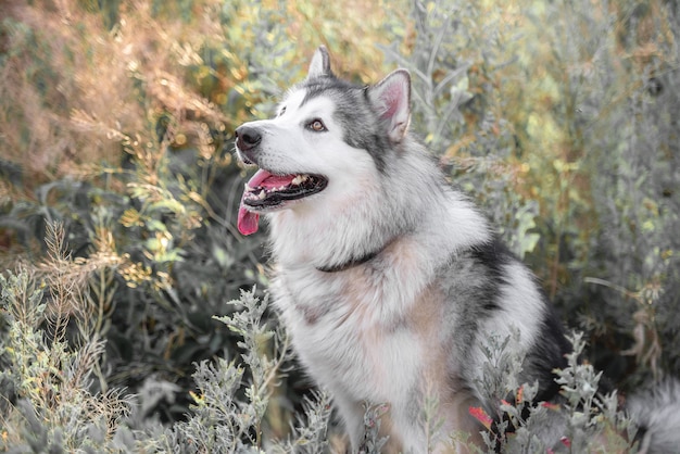 Cute dog in high grass