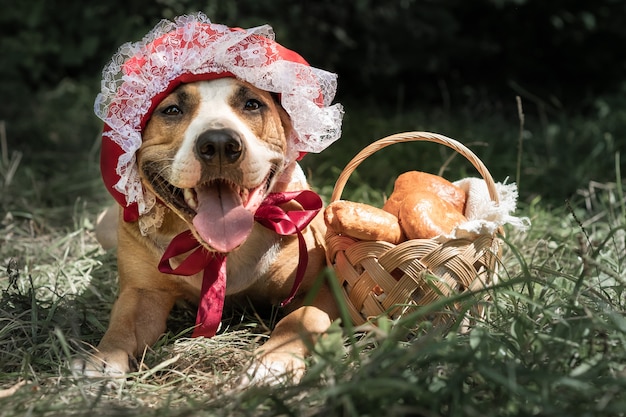 写真 小さな赤い帽子のハロウィーンのおとぎ話の衣装を着たかわいい犬。緑の森を背景に赤ずきんのホールドキャップとペストリー付きバスケットでポーズをとって子犬の肖像画