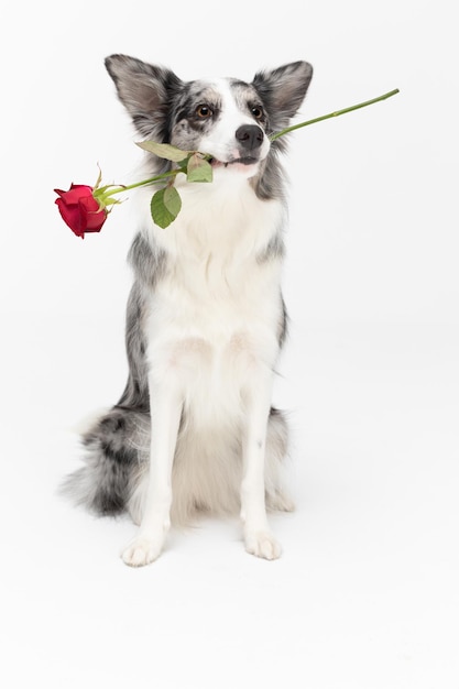 a cute dog is sitting on his ass with a fresh red rose in his teeth border collie dog in shades of white and black and long and fine hair an excellent herding dog