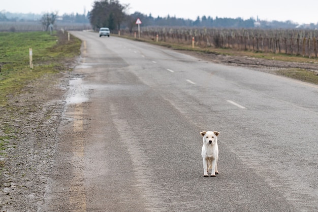 かわいい犬が道路で飼い主を待っています