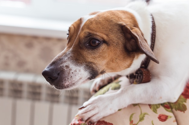 Cute dog jack russell terrier indoors