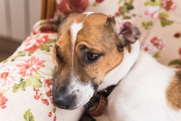 Cute dog jack russell terrier indoors