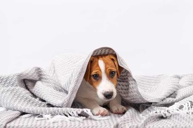 Cute dog jack russell terrier lies under a gray blanket on a white background