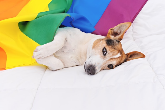 かわいい犬ジャックラッセルは白いベッドの上に横たわる虹lgbtフラグに包まれました。