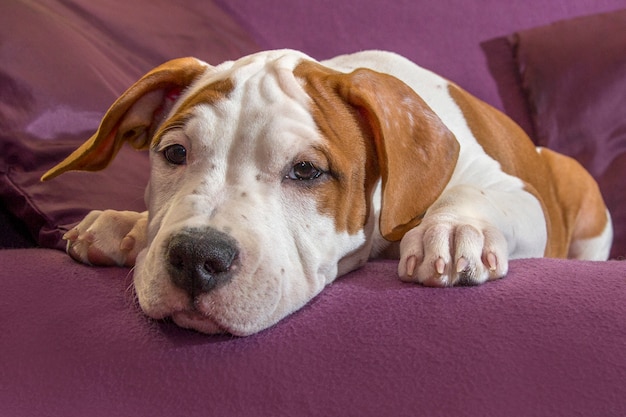 Cute dog laying loyally looking at camera waiting for master