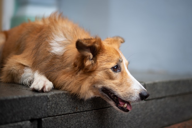 Cute dog laying on the steps with attentive look and ready for run