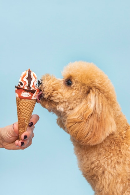 Cute dog licking ice cream