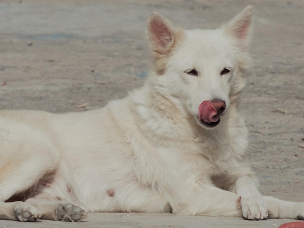 写真 可愛い犬の舐め方