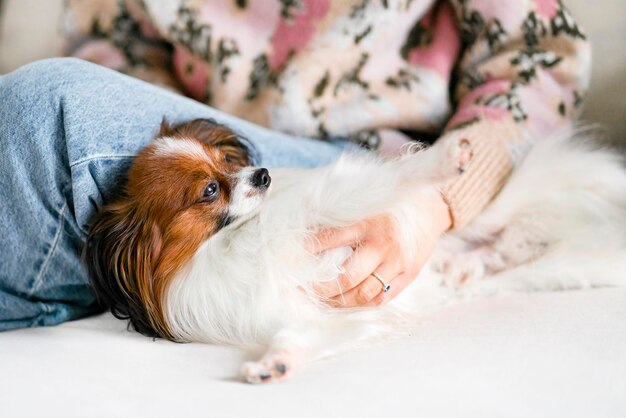 Photo a cute dog lies on the sofa next to the woman and enjoys the rest and attention and care