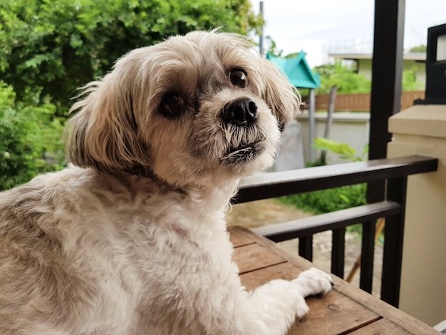 かわいい犬は家に疑いを持っています。