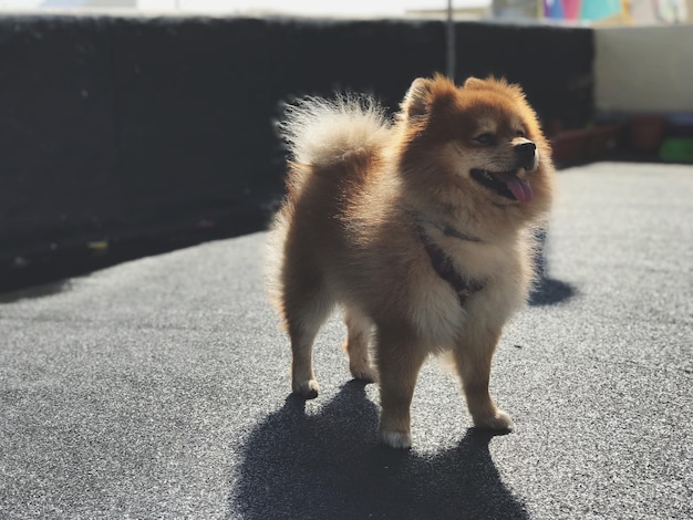 Foto cane carino che guarda lontano mentre è in piedi all'aperto