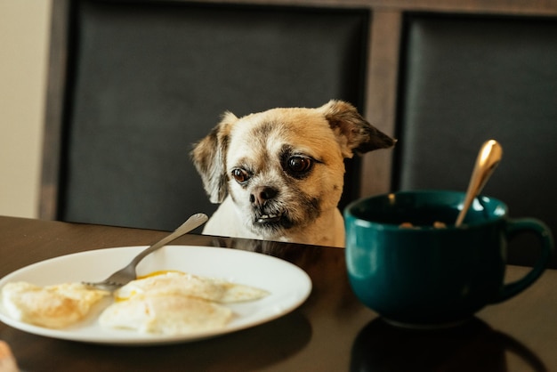 cute dog looking at food in plate on table