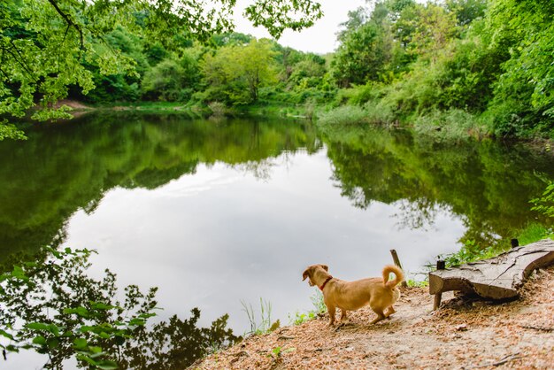 Cute dog looking at the lake