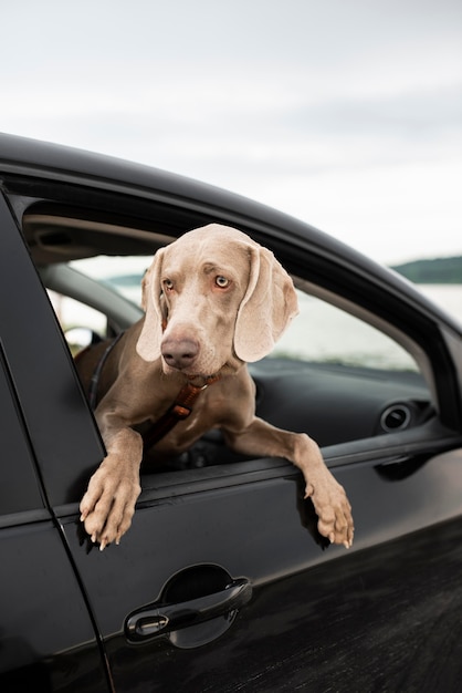 車の窓の外を見ているかわいい犬